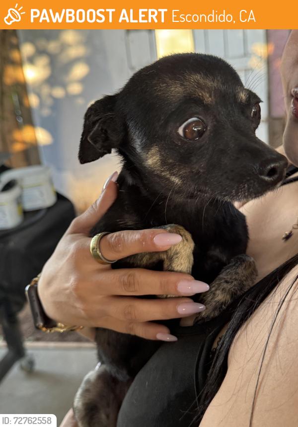 Found/Stray Female Dog last seen York and Harding St, Escondido, CA 92027