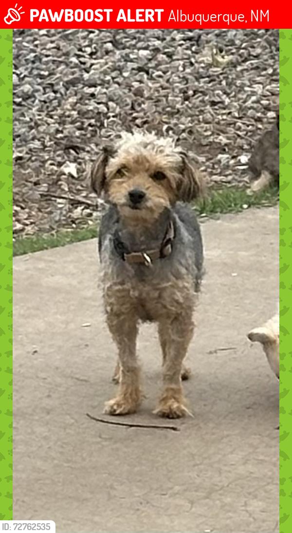 Lost Female Dog last seen Isleta & Rio Bravo, Albuquerque, NM 87105