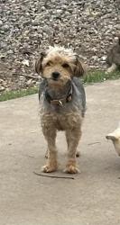Lost Female Dog last seen Isleta & Rio Bravo, Albuquerque, NM 87105