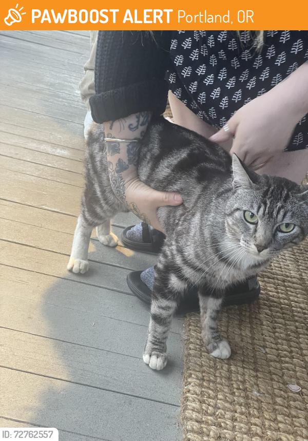 Found/Stray Male Cat last seen SE Foster and 96th, Portland, OR 97266