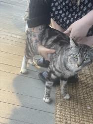 Found/Stray Male Cat last seen SE Foster and 96th, Portland, OR 97266