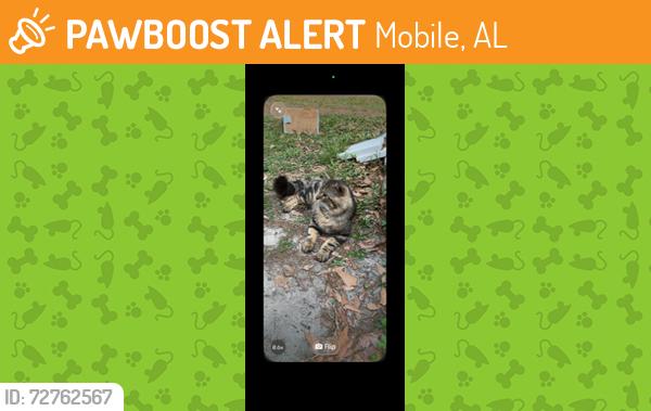 Found/Stray Male Cat last seen Dauphin island parkway, Mobile, AL 36605