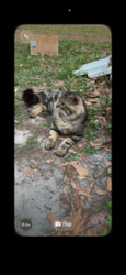 Found/Stray Male Cat last seen Dauphin island parkway, Mobile, AL 36605