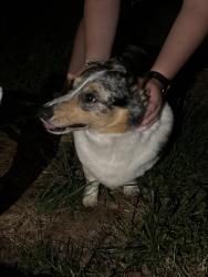 Found/Stray Unknown Dog last seen Hillcrest and Jacksboro, Knoxville, TN 37918