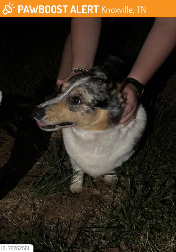 Found/Stray Unknown Dog last seen Hillcrest and Jacksboro, Knoxville, TN 37918