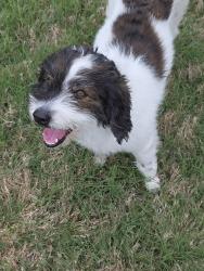 Found/Stray Male Dog last seen Eagle feather, Waxahachie, TX 75165