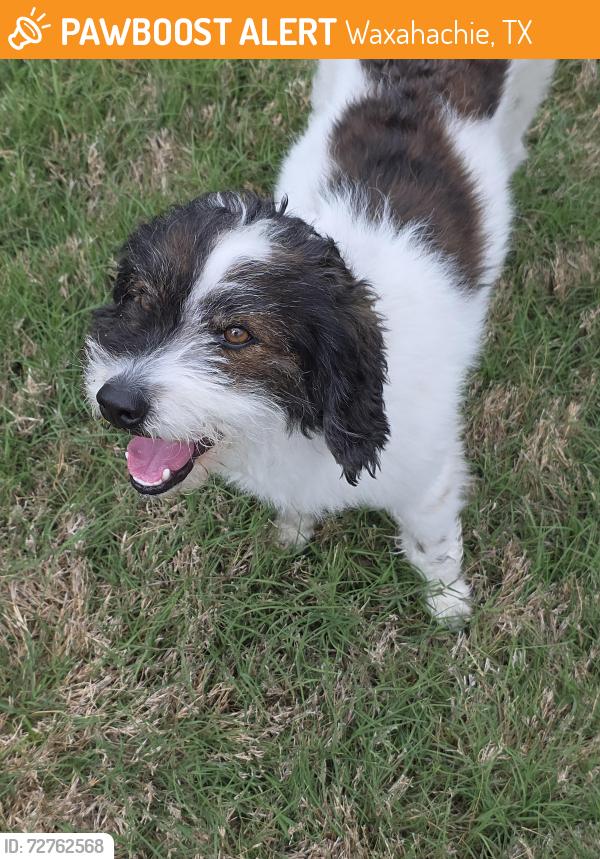 Found/Stray Male Dog last seen Eagle feather, Waxahachie, TX 75165