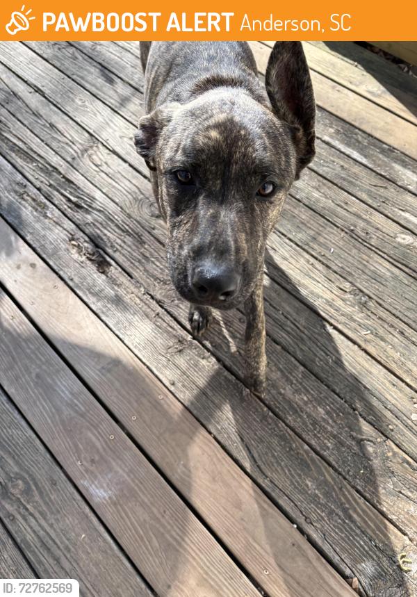 Found/Stray Male Dog last seen Pearman dairy Rd , Anderson, SC 29625