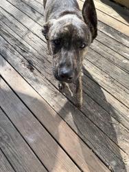 Found/Stray Male Dog last seen Pearman dairy Rd , Anderson, SC 29625