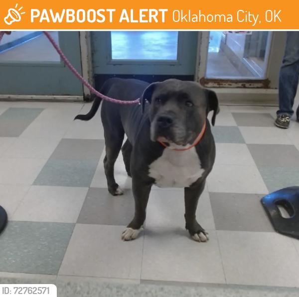 Found/Stray Male Dog last seen Near NE 4th St, Oklahoma city, Oklahoma-73117, Oklahoma City, OK 73117
