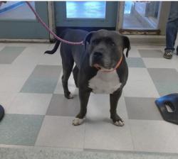 Found/Stray Male Dog last seen Near NE 4th St, Oklahoma city, Oklahoma-73117, Oklahoma City, OK 73117