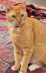 Lost Male Cat last seen Tuscarora Trail, Maitland, FL 32751