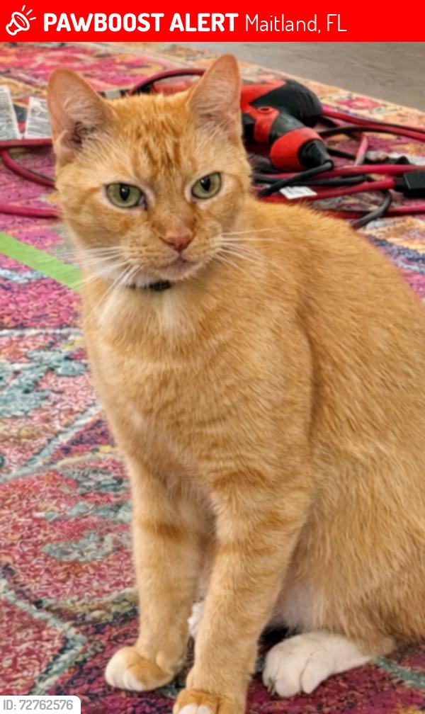Lost Male Cat last seen Tuscarora Trail, Maitland, FL 32751