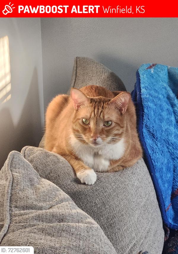 Lost Male Cat last seen Cottonwood/Country Club, Winfield, KS 67156