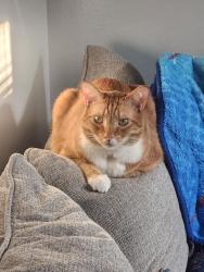 Lost Male Cat last seen Cottonwood/Country Club, Winfield, KS 67156