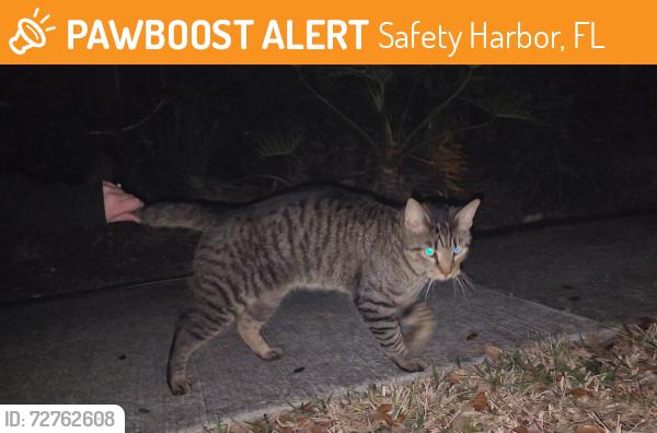 Found/Stray Unknown Cat last seen 2nd St S and 8th Ave, Safety Harbor, FL 34695