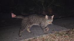 Found/Stray Unknown Cat last seen 2nd St S and 8th Ave, Safety Harbor, FL 34695