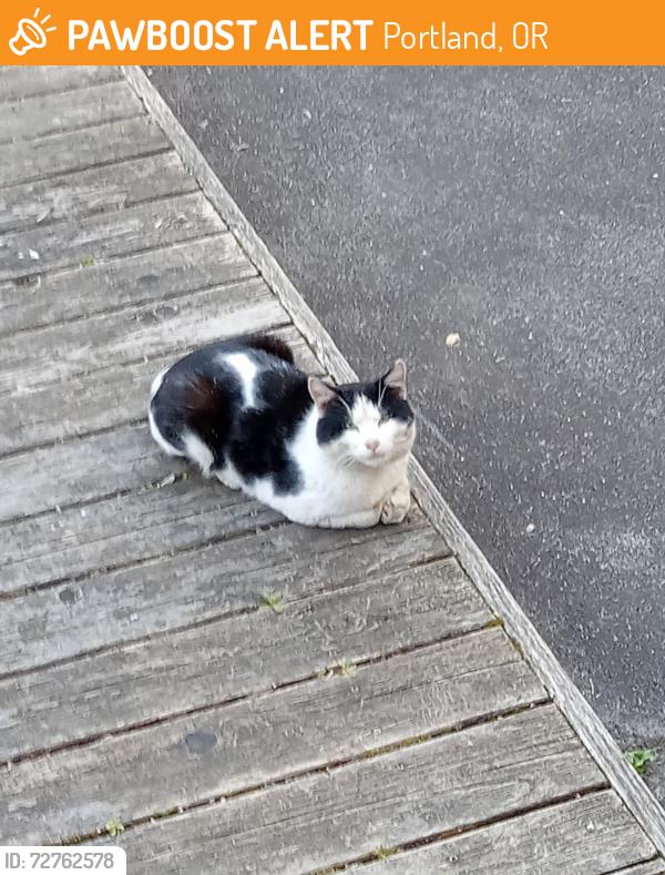 Found/Stray Male Cat last seen SE 83rd and Mill Street, Portland, OR 97216