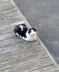 Found/Stray Male Cat last seen SE 83rd and Mill Street, Portland, OR 97216