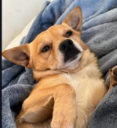 Lost Male Dog last seen Florence/605fwy, Downey, CA 90241