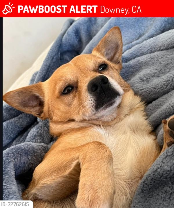 Lost Male Dog last seen Florence/605fwy, Downey, CA 90241
