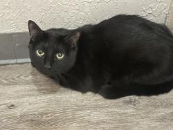 Found/Stray Unknown Cat last seen Stairwell of Calero Apts - building 9, Albuquerque, NM 87109