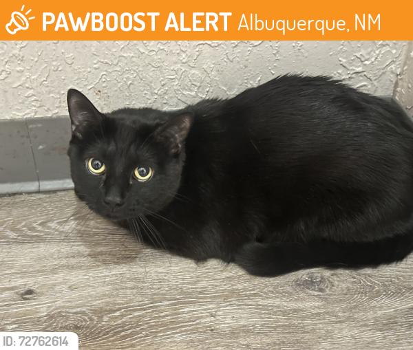 Found/Stray Unknown Cat last seen Stairwell of Calero Apts - building 9, Albuquerque, NM 87109
