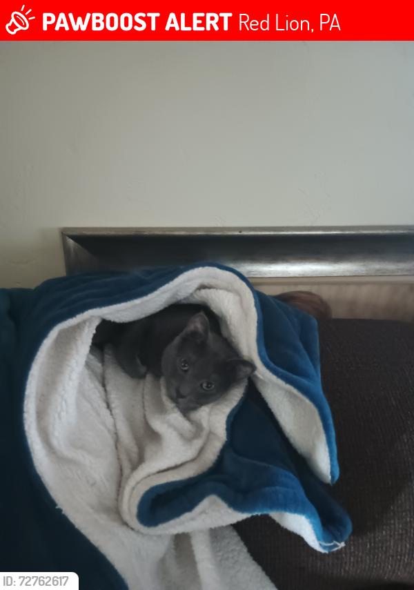 Lost Male Cat last seen Near N Franklin St, Red Lion, PA 17356