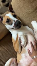 Found/Stray Female Dog last seen Wheaton Trail and Preserve Trail , Cedar Park, TX 78613