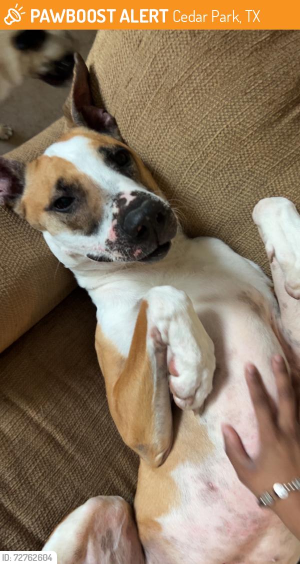 Found/Stray Female Dog last seen Wheaton Trail and Preserve Trail , Cedar Park, TX 78613