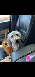 Lost Female Dog last seen I35S, Glenn Heights, TX 75154