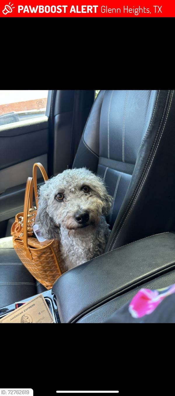 Lost Female Dog last seen I35S, Glenn Heights, TX 75154