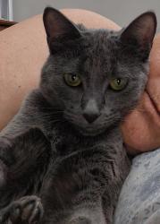 Lost Female Cat last seen Morris,  between candalaria and commanche , Albuquerque, NM 87111