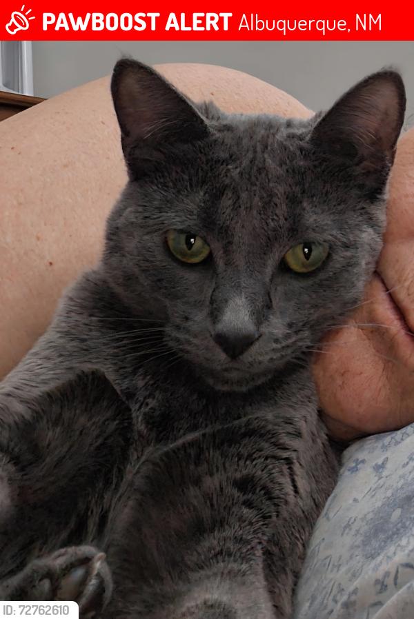 Lost Female Cat last seen Morris,  between candalaria and commanche , Albuquerque, NM 87111