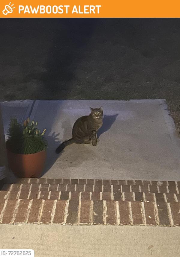 Found/Stray Unknown Cat last seen Cole rd, Johnston County, NC 27520