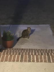 Found/Stray Unknown Cat last seen Cole rd, Johnston County, NC 27520
