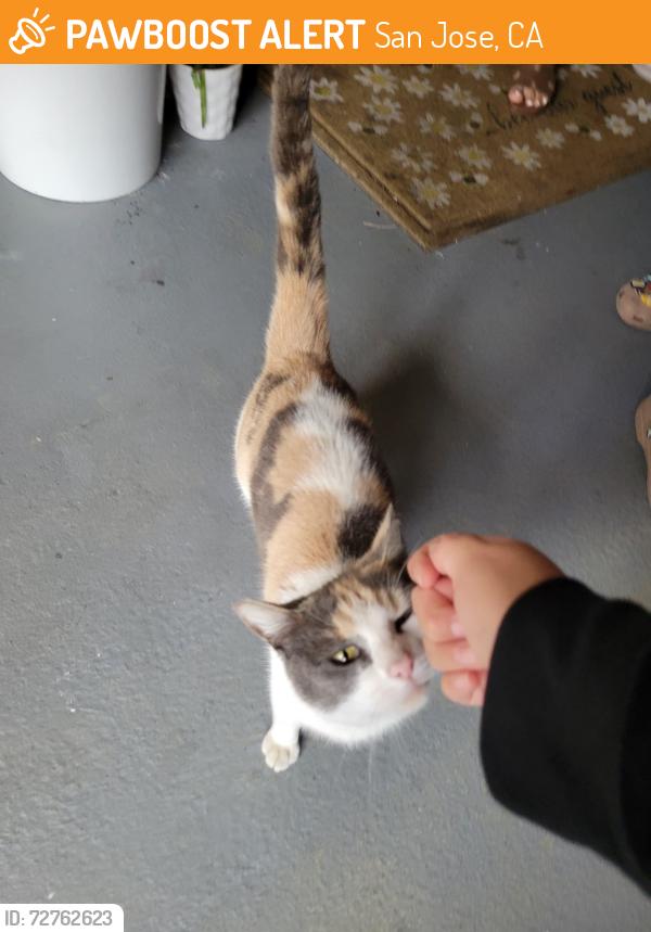 Found/Stray Female Cat last seen Loma Verde Drive inside residential building , San Jose, CA 95117
