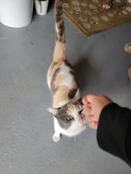 Found/Stray Female Cat last seen Loma Verde Drive inside residential building , San Jose, CA 95117