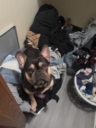 Lost Male Dog last seen Summercourt dr, Atlanta, GA 30349