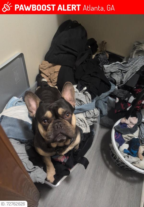 Lost Male Dog last seen Summercourt dr, Atlanta, GA 30349
