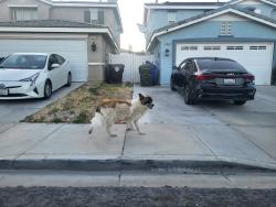Found/Stray Unknown Dog last seen On Polo CT going north, Victorville, CA 92394
