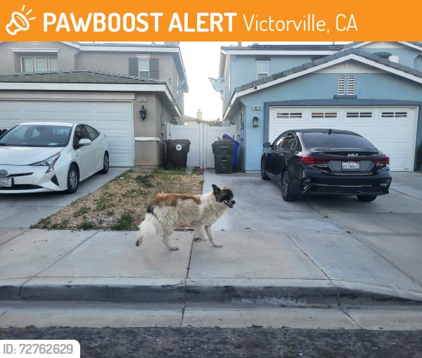 Found/Stray Unknown Dog last seen On Polo CT going north, Victorville, CA 92394
