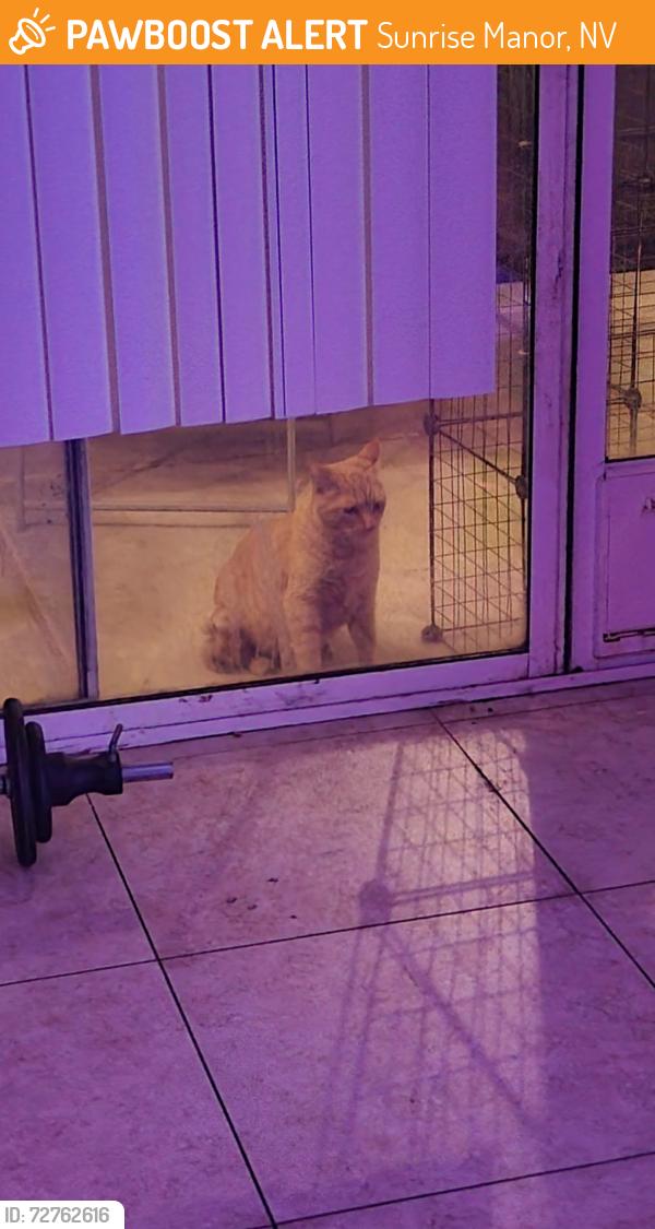 Found/Stray Male Cat last seen Washington and Hollywood, Sunrise Manor, NV 89110