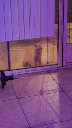 Found/Stray Male Cat last seen Washington and Hollywood, Sunrise Manor, NV 89110