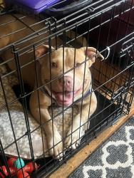 Lost Female Dog last seen Woodrow ave, Richmond, VA 23222