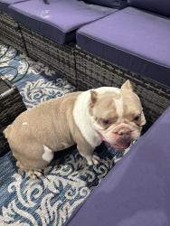 Found/Stray Female Dog last seen Near Prentiss Ave, New Orleans, LA 70122