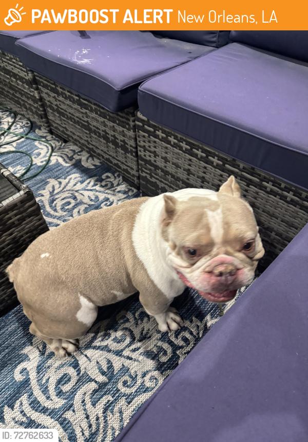 Found/Stray Female Dog last seen Near Prentiss Ave, New Orleans, LA 70122