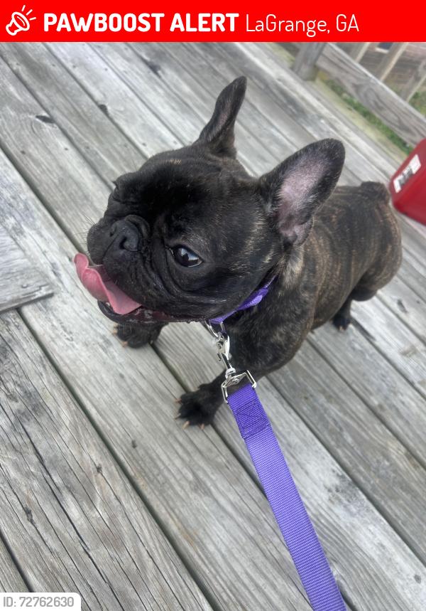 Lost Female Dog last seen Brook Meadow in Lagrange NC, Snow Hill, NC 28580
