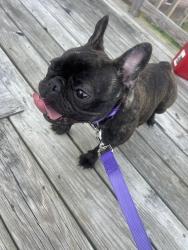 Lost Female Dog last seen Brook Meadow in Lagrange NC, Snow Hill, NC 28580