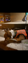 Lost Male Dog last seen Near s State Street, salt lake City, Utah, 84111, Salt Lake City, UT 84114